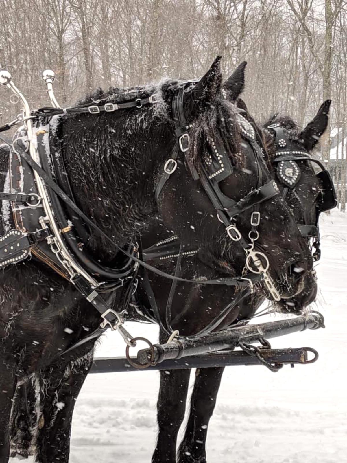 Keeping Pace with J and D Percherons: Edinburg’s Gentle Giants!